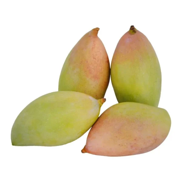 totapuri mango