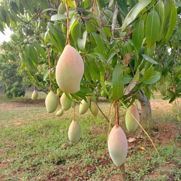 totapuri mango