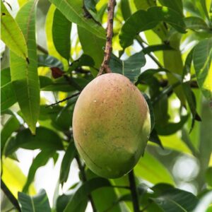 Amrapali Mango - Hasiru Agro