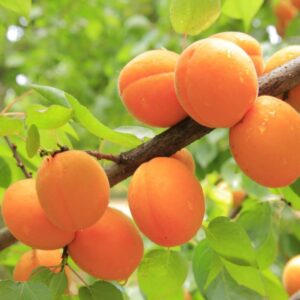 ApricotPlant-with-Fruit-image-Hasiruagro