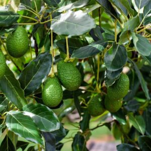 Avocado shiny greenplant-with-fruit-image-Hasiruagro