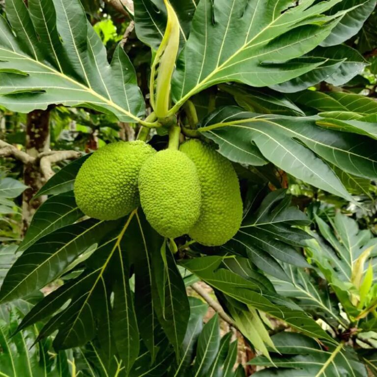 Bread Fruit - Hasiru Agro