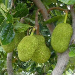 Hemachandra Jackfruitplant-with-fruit-image-Hasiruagro