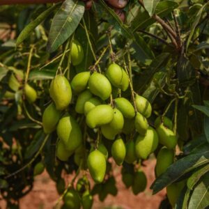 Jeerige Midi Mango-Plant-with-fruit-image-Hasiruagro
