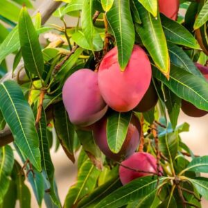 Japanese Miyazaki Mango Plant Grafted - Hasiru Agro