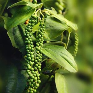 Pepper ( Rooted )-Plant-with-fruit-image-Hasiruagro