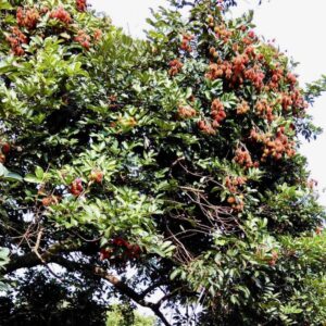 Rambutan N-18-Plant-with-fruit-image-Hasiruagro