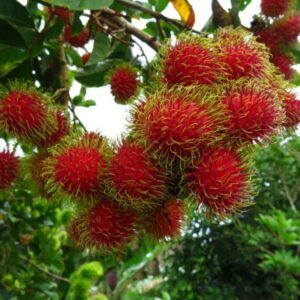 Rambutan Rongrien-Plant-with-fruit-image-Hasiruagro