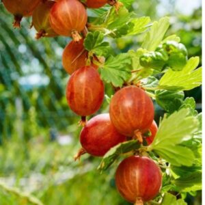 Red Amla-Plant-with-fruit-image-Hasiruagro