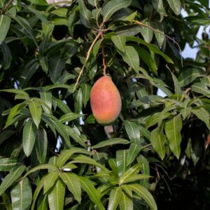 Red king mango-Plant-with-fruit-image-Hasiruagro