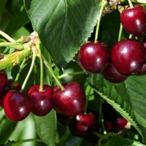 Tennis Ball Cherry-fruit-with-plant-image-Hasiruagro