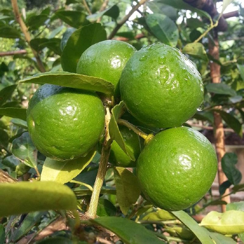 Thai seedless lime-fruit-with-plant-image-hasiruagro