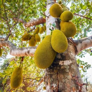 Varashree Jackfruit-fruit-with-image-Hasiruagro