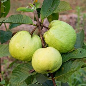 Variegated Guava-fruit-with-plant-image-hasiruagro