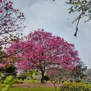 Buy Tabebuia-rosea-plant online