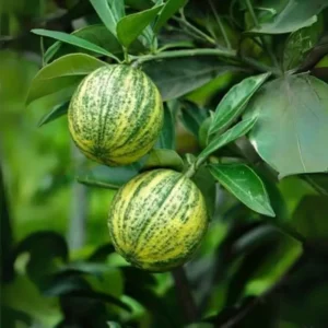 Buy Varigated-Mosumb-plant online