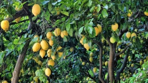 lemon tree care