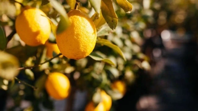 lemon tree care