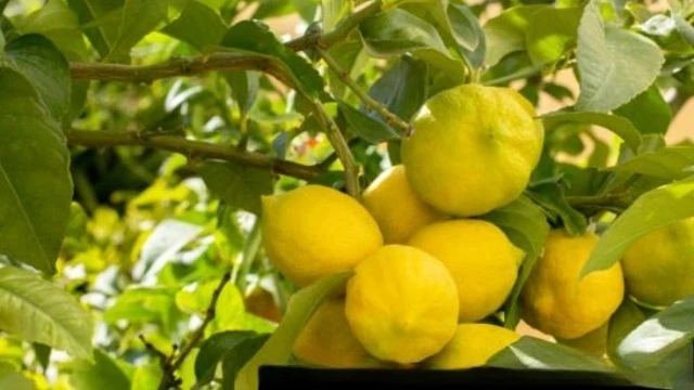 lemon tree care