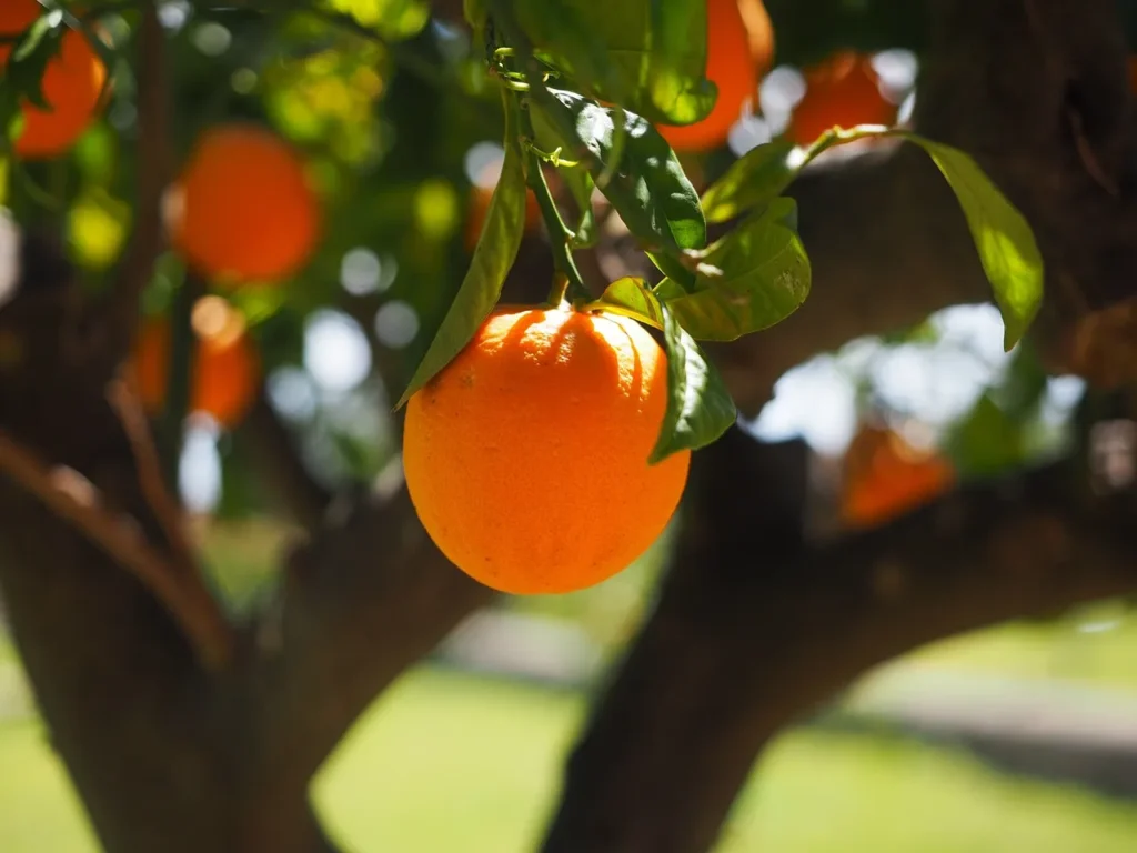 Orange Tree Plantation Guide sweet fruit