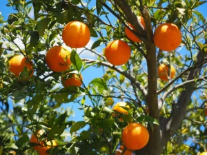 orange tree planting guide