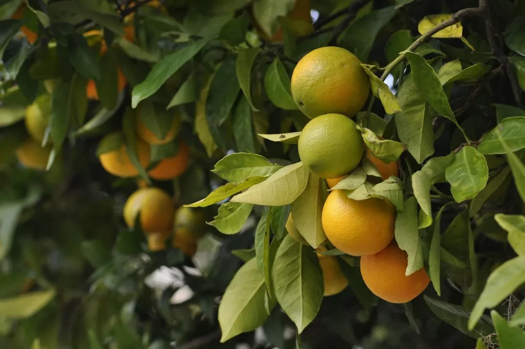 Orange Tree Plantation Guide