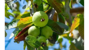 guava tree care guide