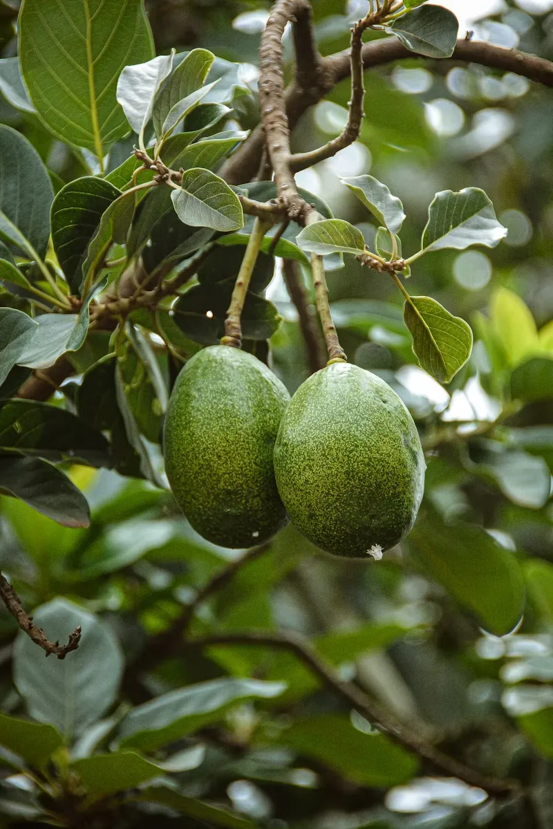 avocado tree care guide