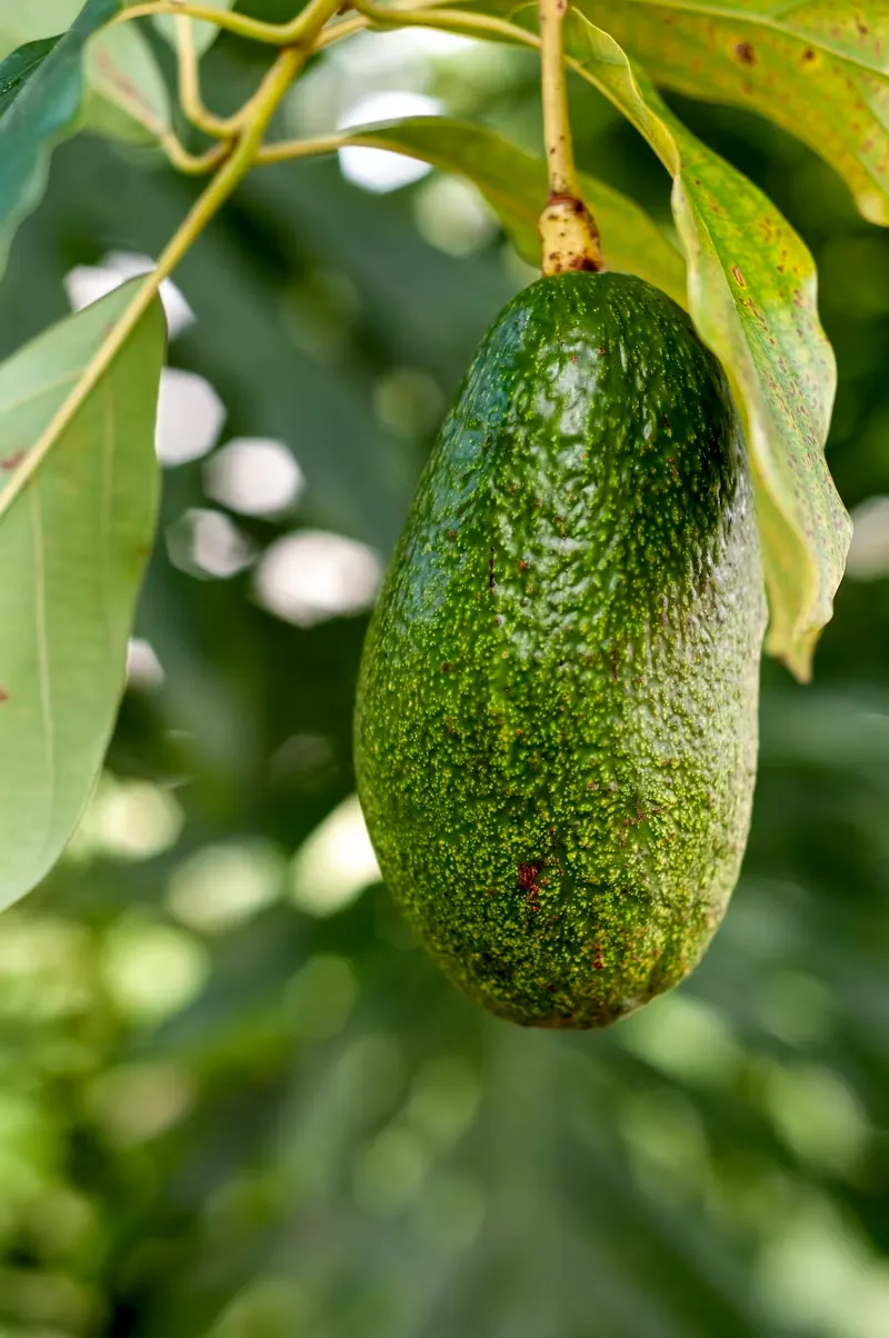 avocado tree care guide