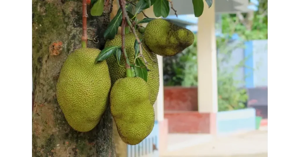 jackfruit tree