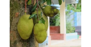 jackfruit tree