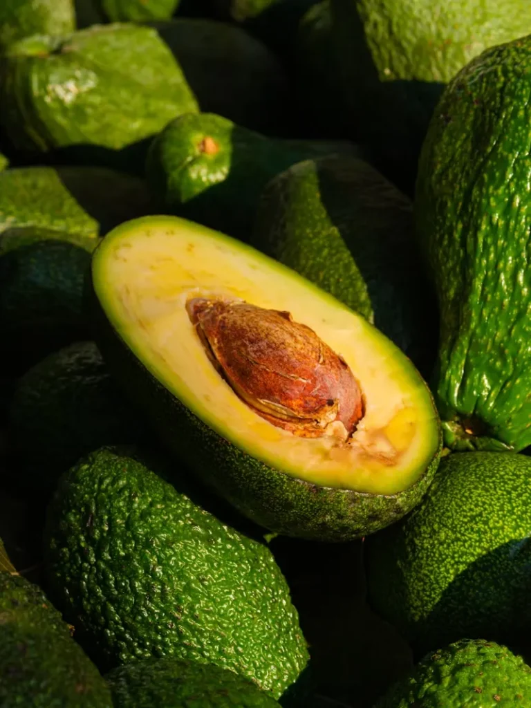 avocado tree care guide