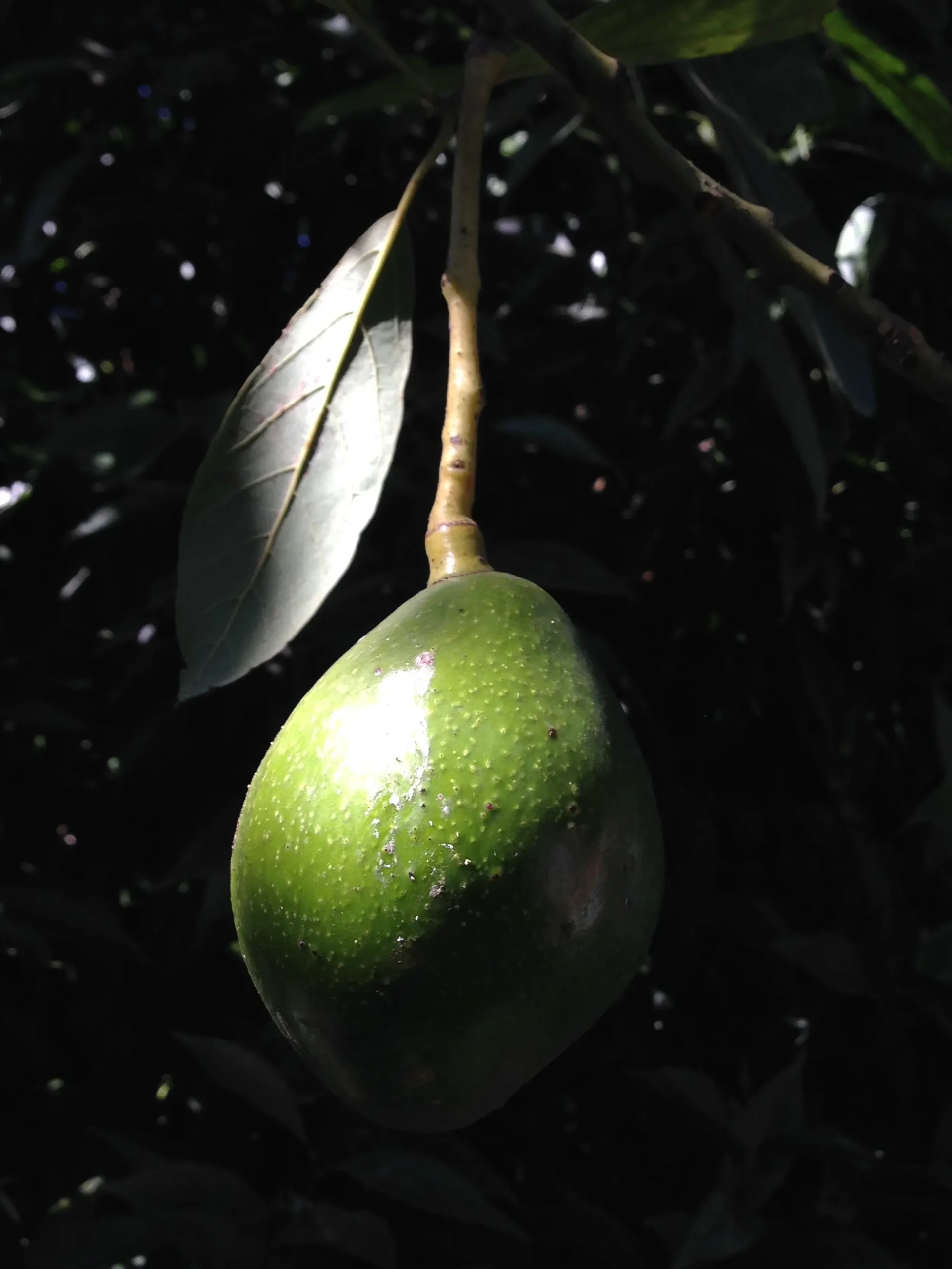 avocado tree care guide