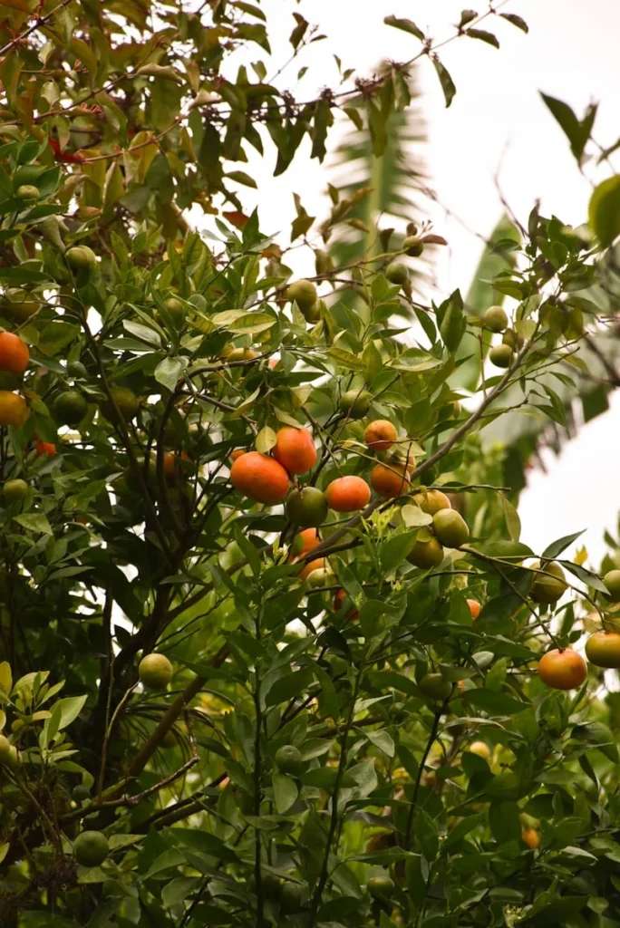 Orange Tree Plantation Guide for good harvest