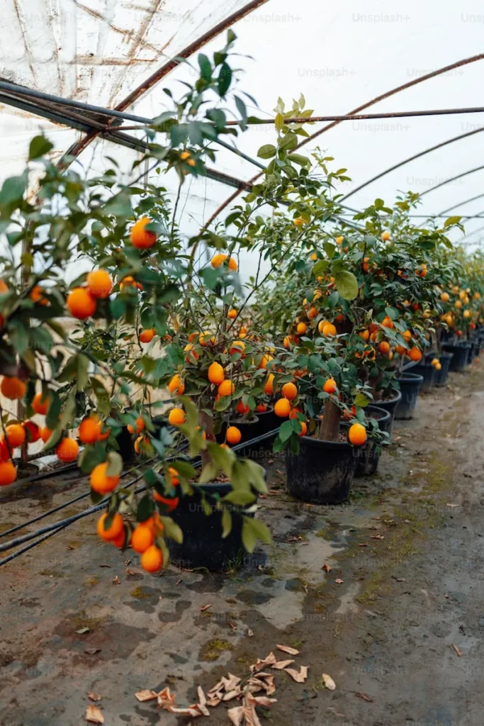 Orange Tree Plantation Guide for a small farm