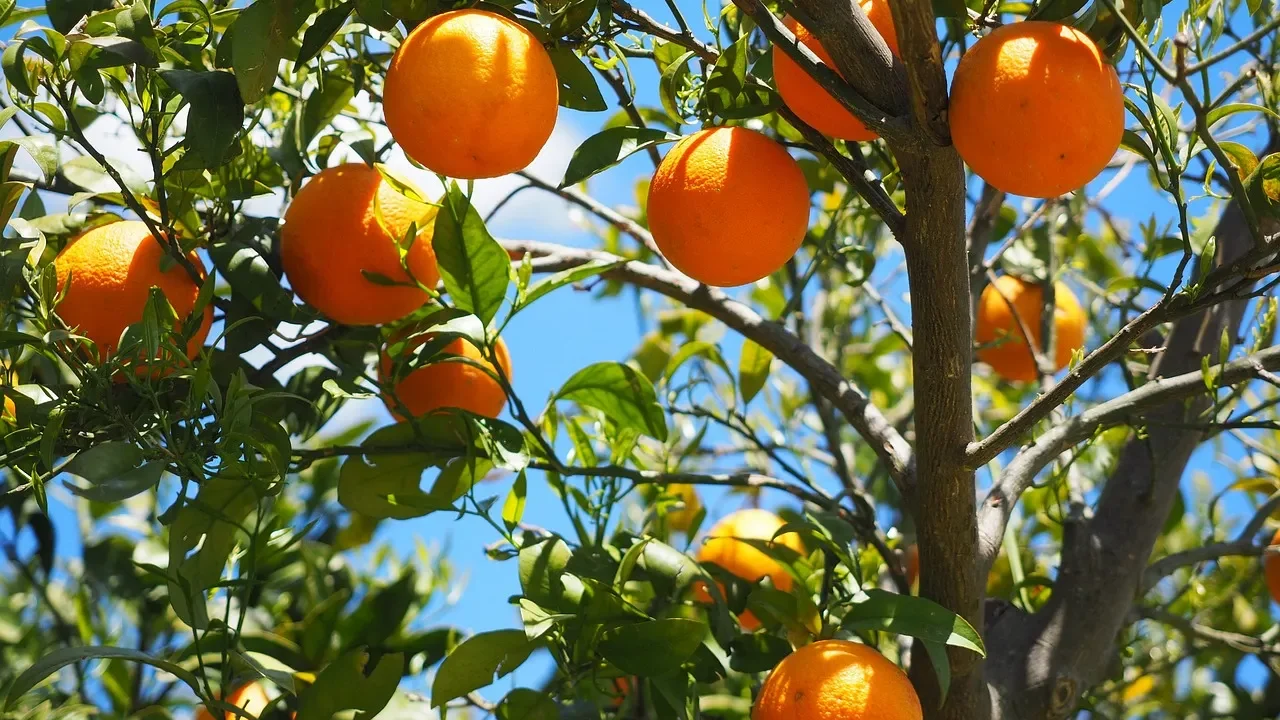 orange tree planting guide