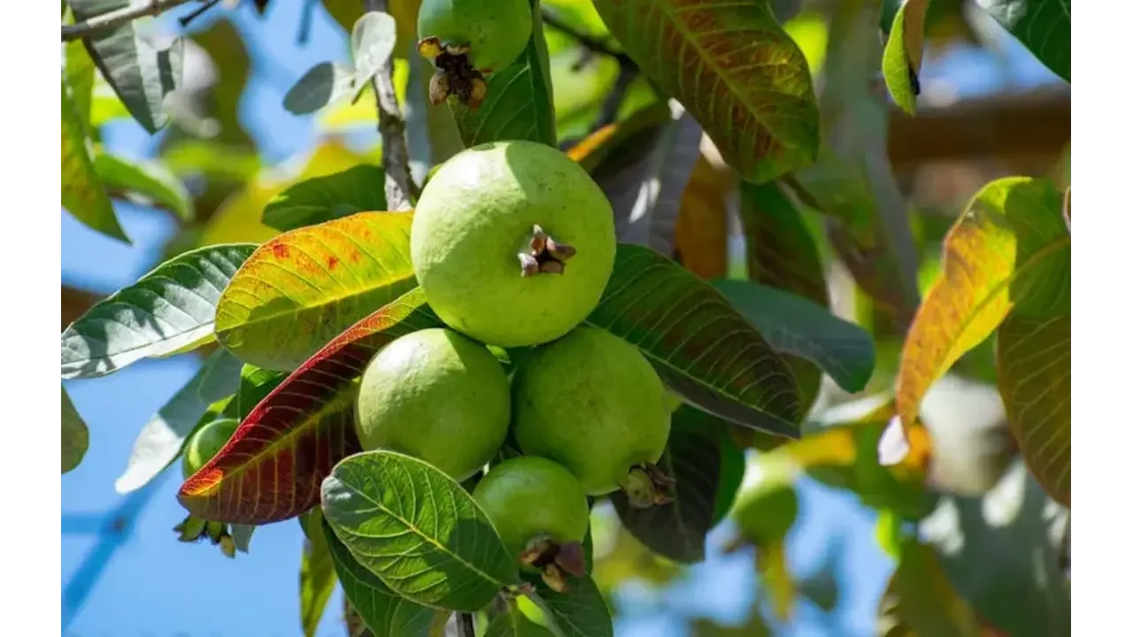 guava tree care guide