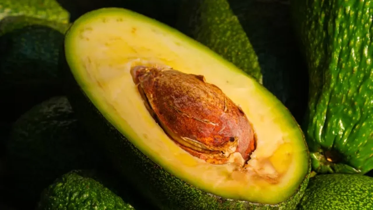 avocado tree care guide